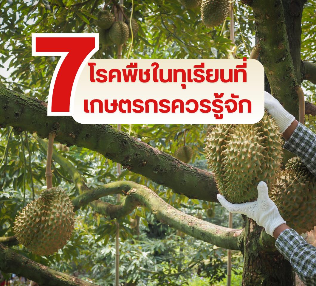 7 โรคพืชใน"ทุเรียน"ที่เกษตรกรควรรู้