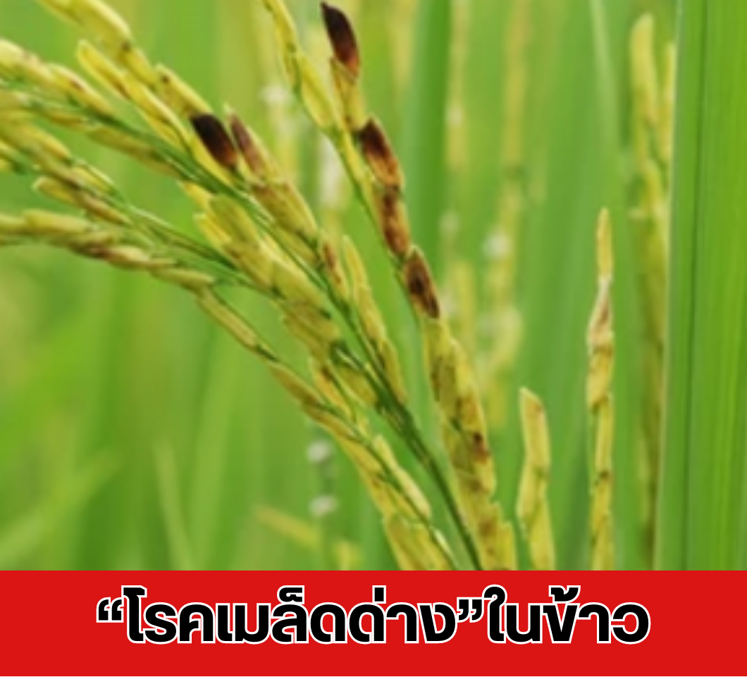 ม้าทองเตือนเกษตรกรเฝ้าระวัง “โรคเมล็ดด่าง” ของข้าว